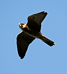 BB 09 0209 / Falco subbuteo / Lerkefalk